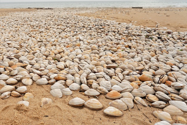 Thousands of clamshells washed up along a Truro beach