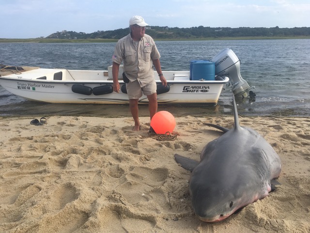 Truro Harbor Master with a white shark on the beach