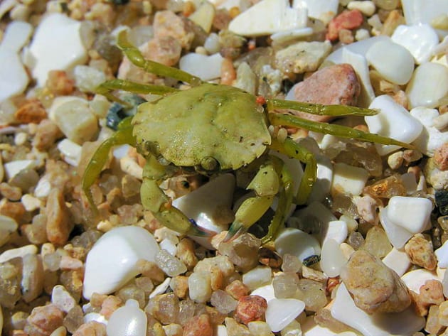 A European green crab (Carcinus maenas), the invasive species that preys on young shellfish in the Pamet