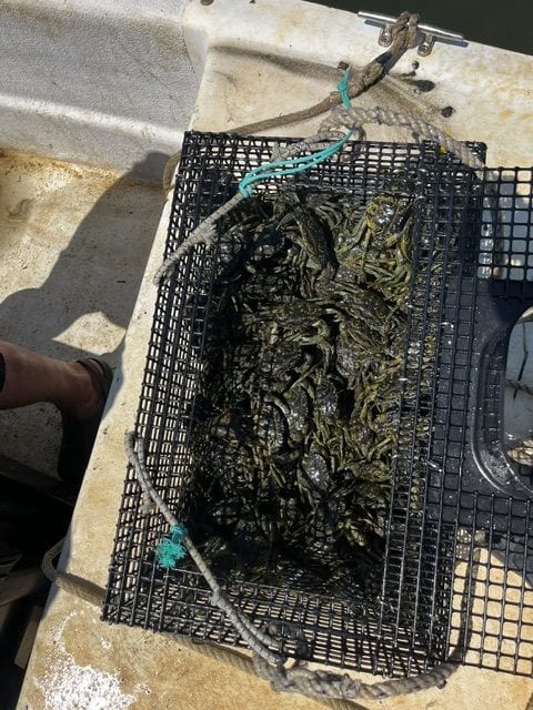A trap hauled up full of invasive European green crabs