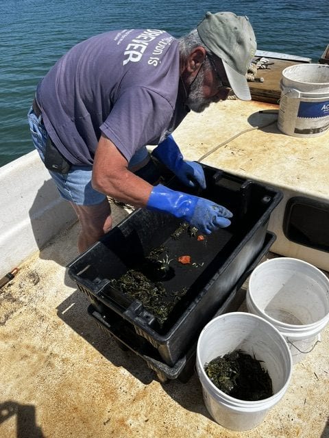A volunteer in gloves sorting and counting the green crab catch into buckets