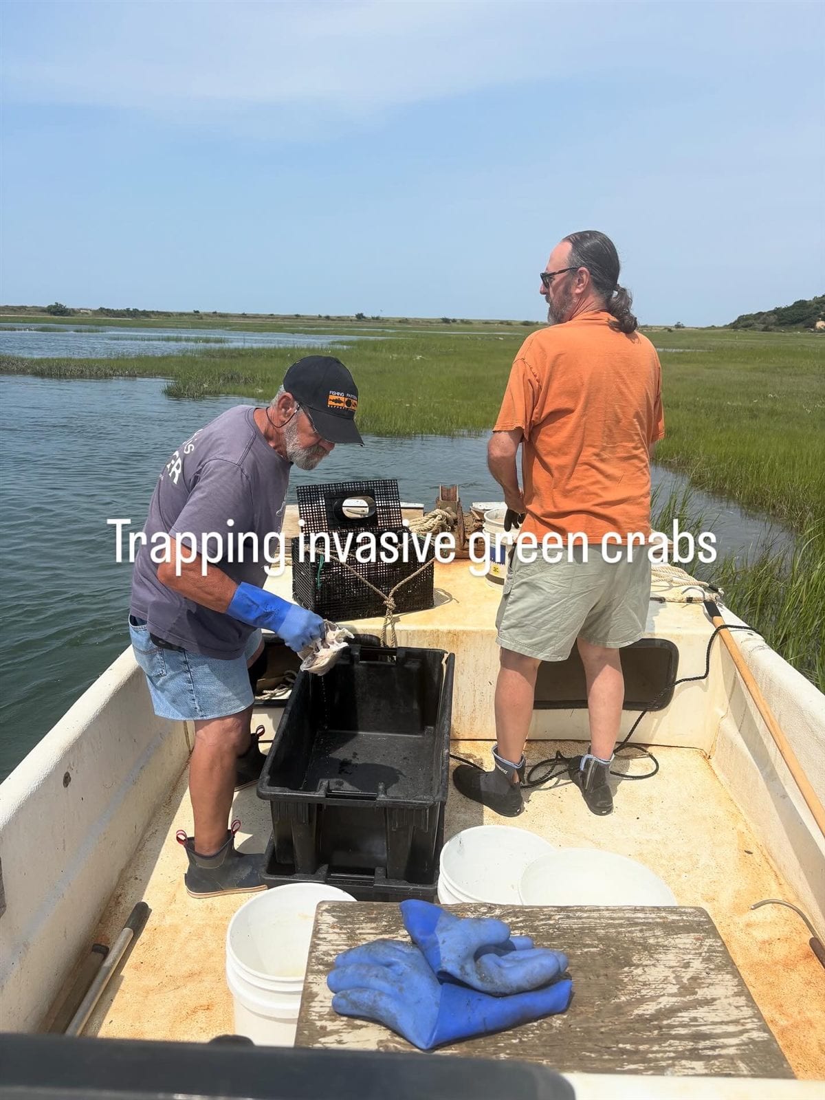 Two Friends of the Pamet River volunteers working green crab traps aboard a boat in the marsh