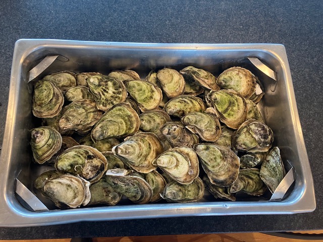 A tray of fresh Truro oysters