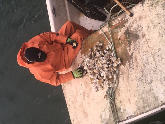 A shellfisherman in foul-weather gear with a haul aboard a boat