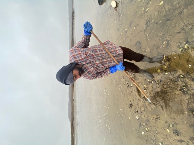 A shellfisherman raking for clams on a Truro tidal flat