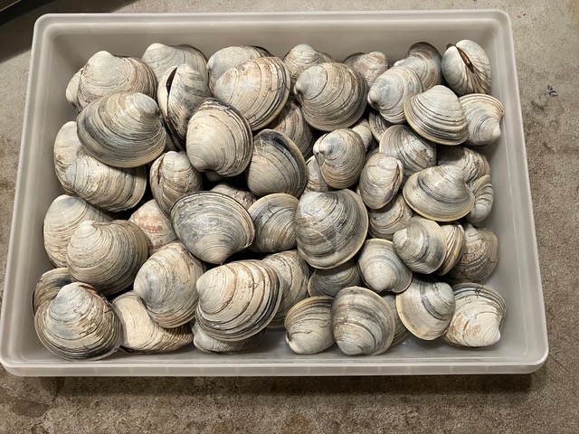 A tray of freshly dug quahog clams