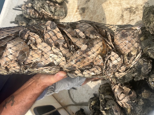 A mesh bag of oyster seed held aboard a boat