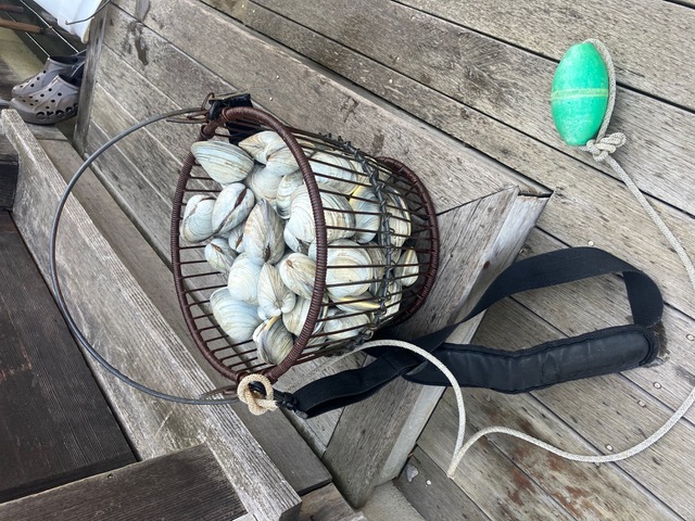 A wire basket full of quahogs on a dock