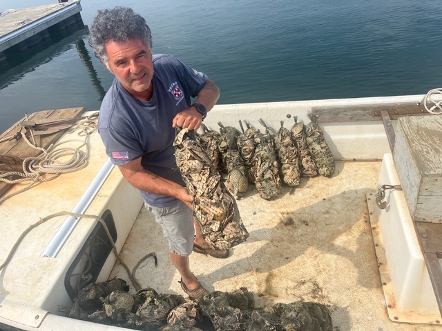 Bags of oyster seed lined up on a boat
