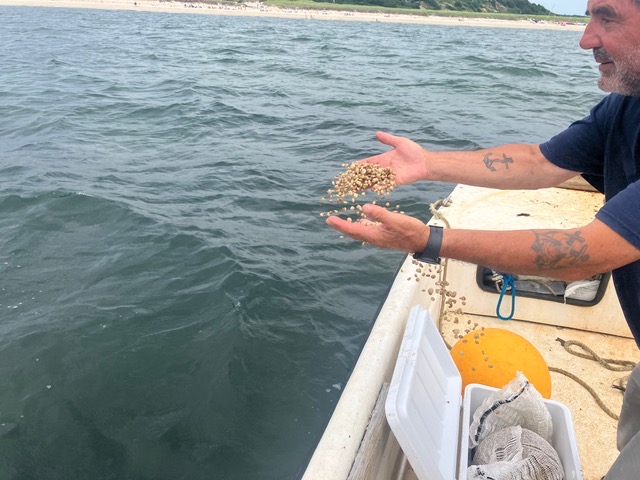 A shellfisherman broadcasting seed clams into the bay from a boat
