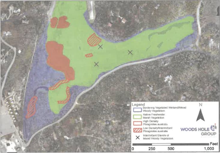 Aerial vegetation map of the lower Little Pamet marsh between Corn Hill Road and Castle Road, shaded green for native freshwater marsh, blue for wooded wetland and red for stands of invasive phragmites