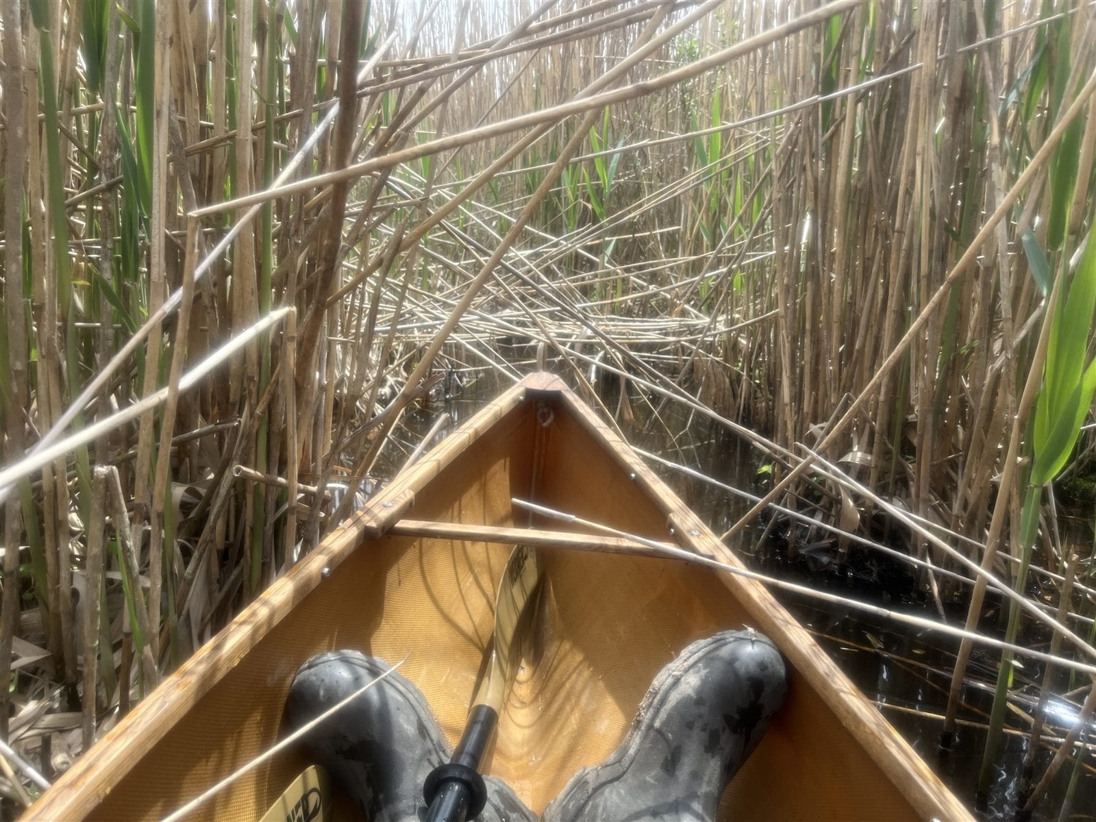 The bow of a canoe stopped by a dense wall of phragmites growing across the Pamet River channel