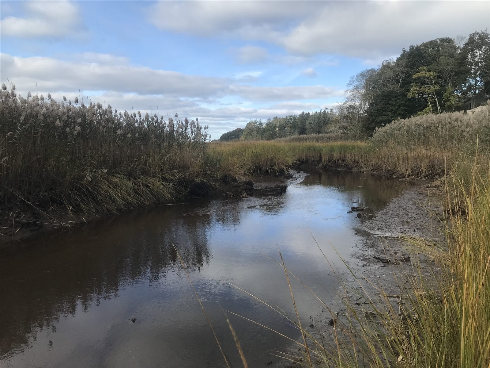 A narrow, silted stretch of the Pamet River at low water, hemmed in by phragmites and exposed mud banks