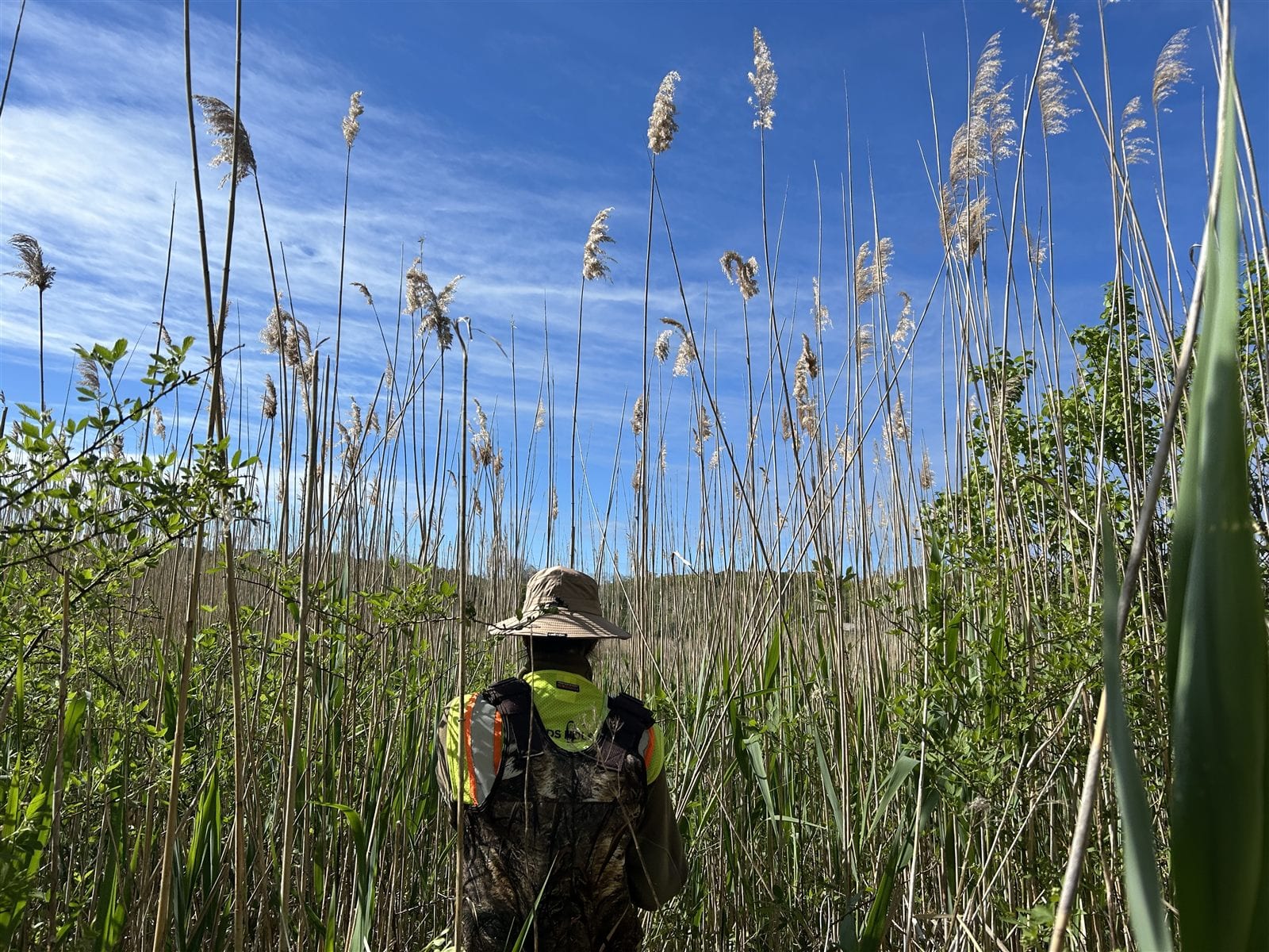 A surveyor standing in the Pamet marsh, dwarfed by phragmites reeds towering overhead