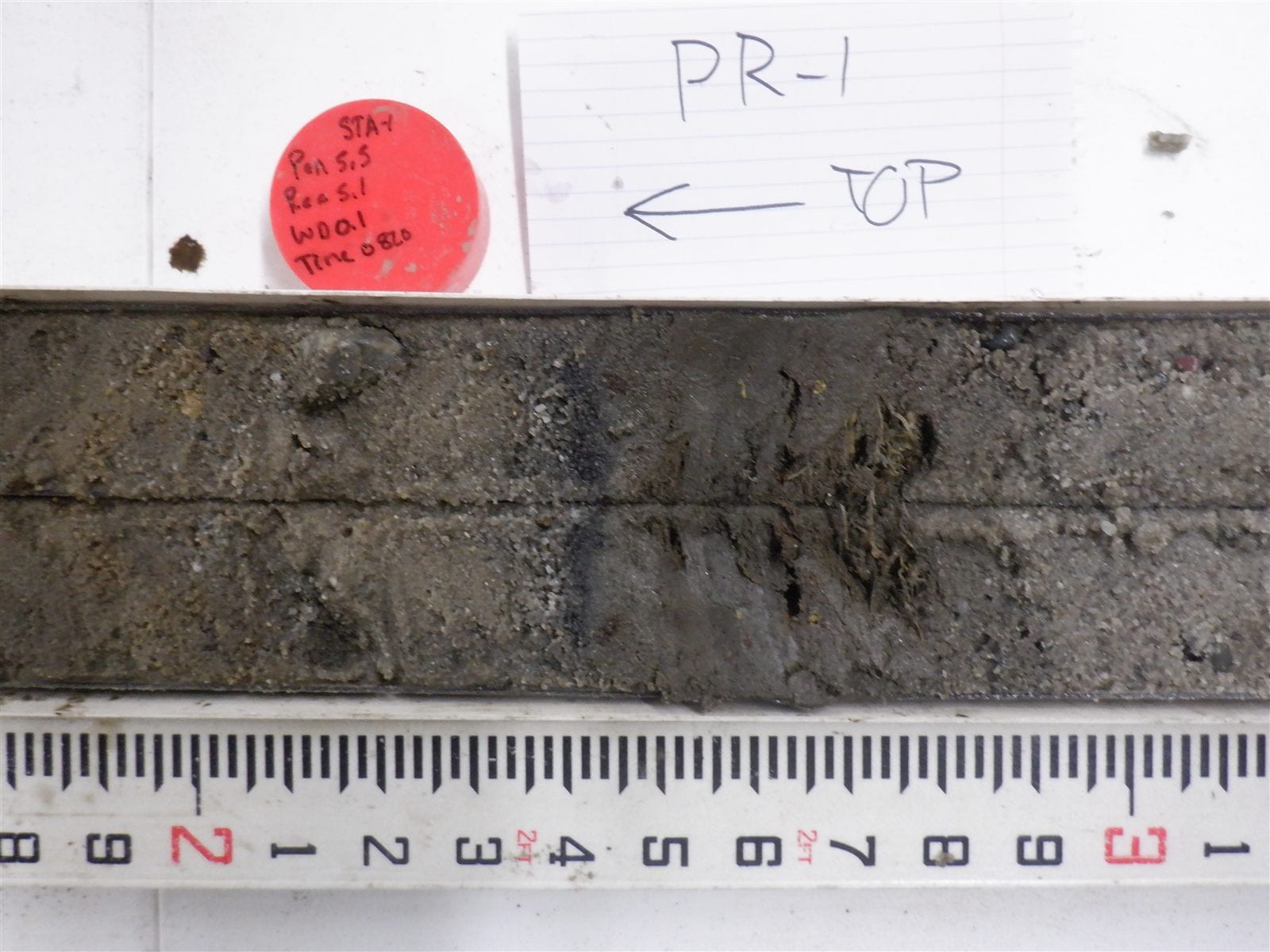 A sediment core sample from the Pamet River valley laid beside a ruler, showing dark layers of salt-marsh peat