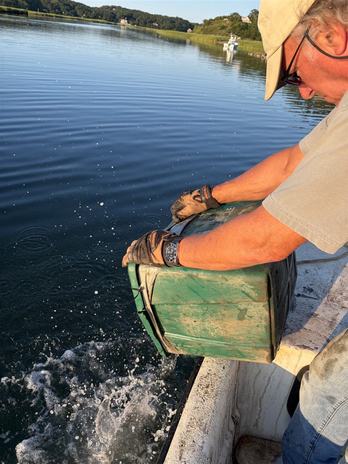 Close view of shellfish seed pouring from a green tote into the water