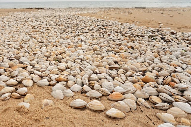 Surf clam shells carpeting a Truro Atlantic beach after a storm